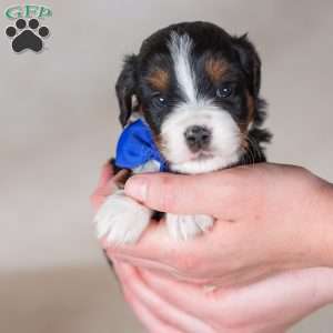 Charlie, Mini Bernedoodle Puppy
